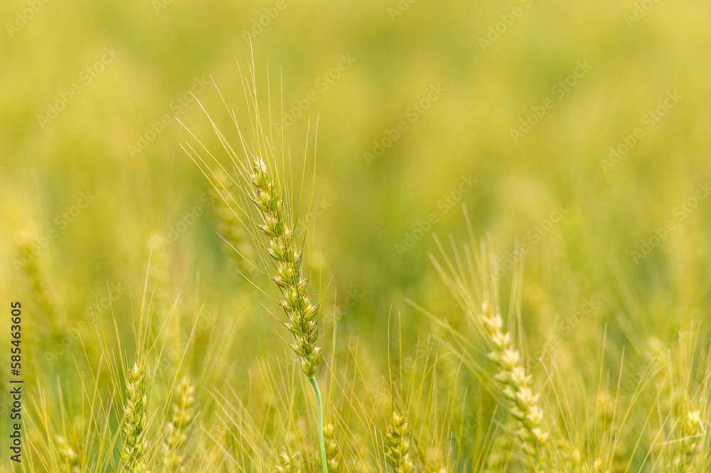 収穫間近の麦の穂 収穫間近の麦の穂
