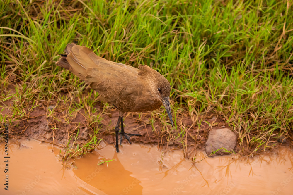 Obraz premium Hamerkop (Scopus umbretta) foraging on river bank close up