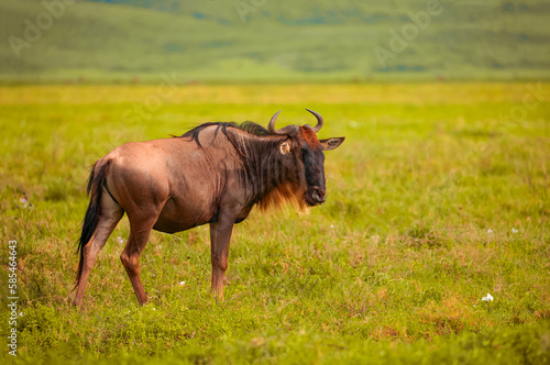 Fototapeta Naklejka Na Ścianę i Meble -  Blue wildebeest stands eyeing camera in grassland in national african reserve