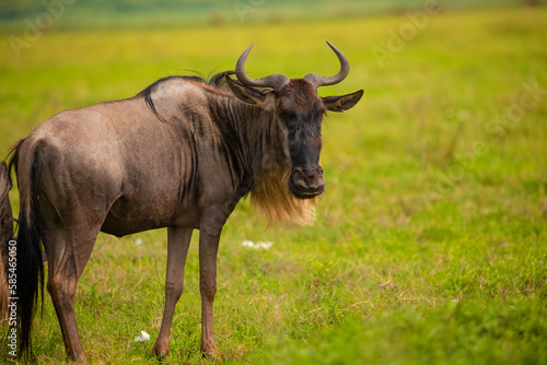 Blue wildebeest stands eyeing camera in grassland in national african reserve
