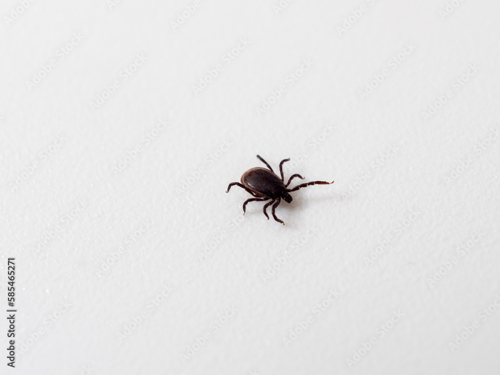 Tick on a white background. Dog tick. Close-up. Tick on a white background. Dog tick. Close-up.