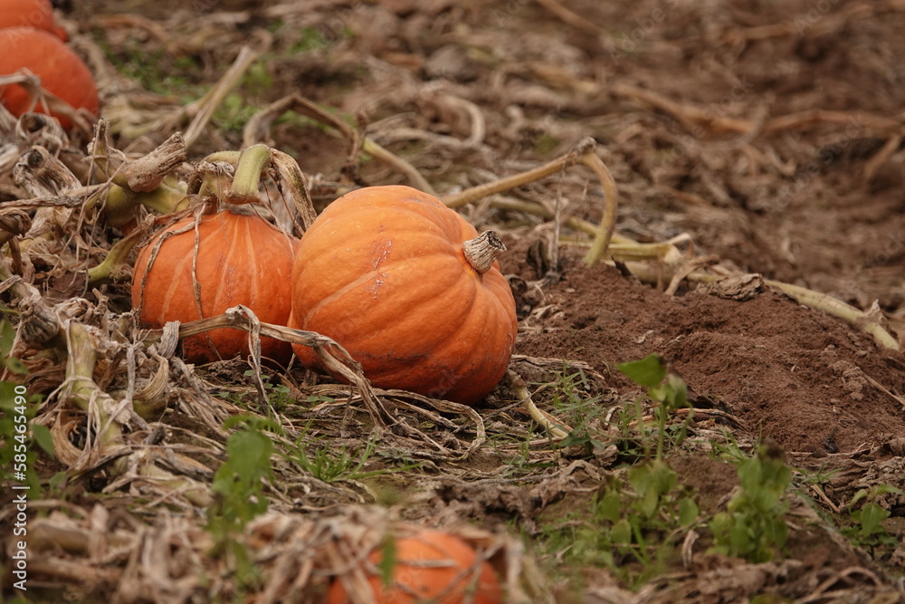 Obraz premium pumpkin on a grass