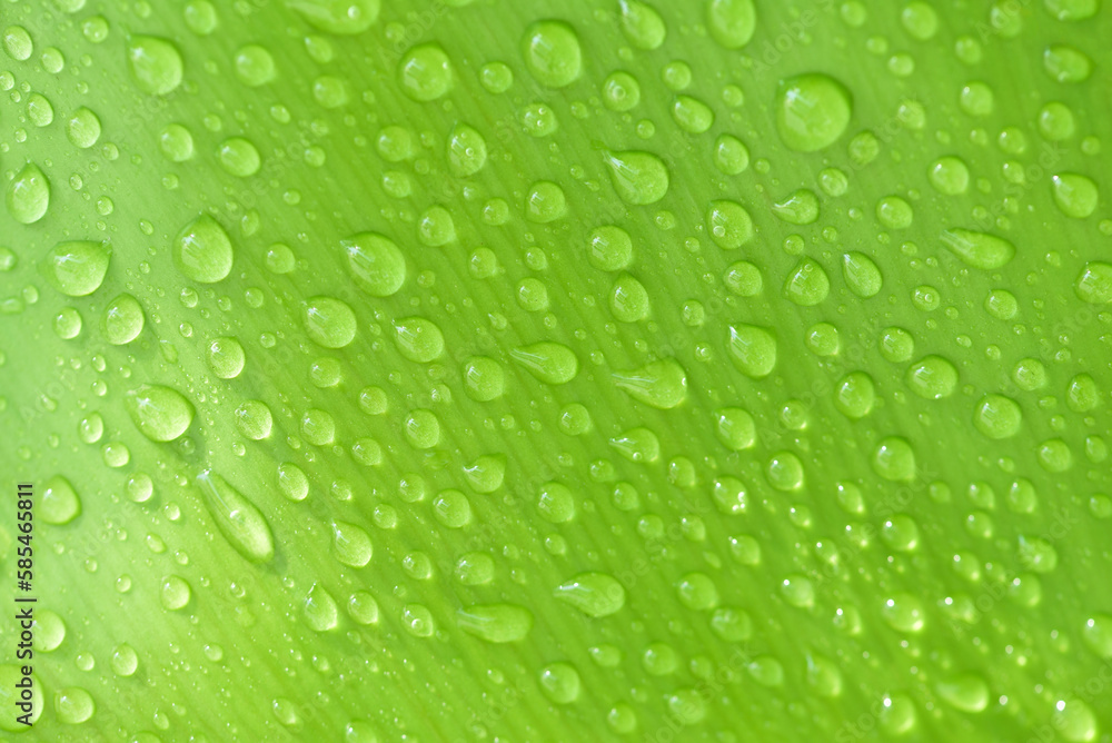 Abstract water drop on leaf isolated on green leaf background. freshness concept, earth day, design elements.