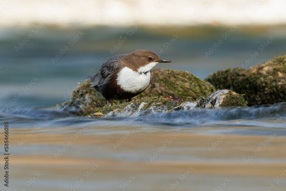 White-throated dipper on the rocks White-throated dipper on the rocks