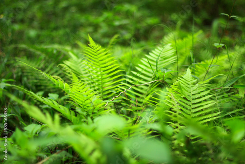 green fern leaf in the forest