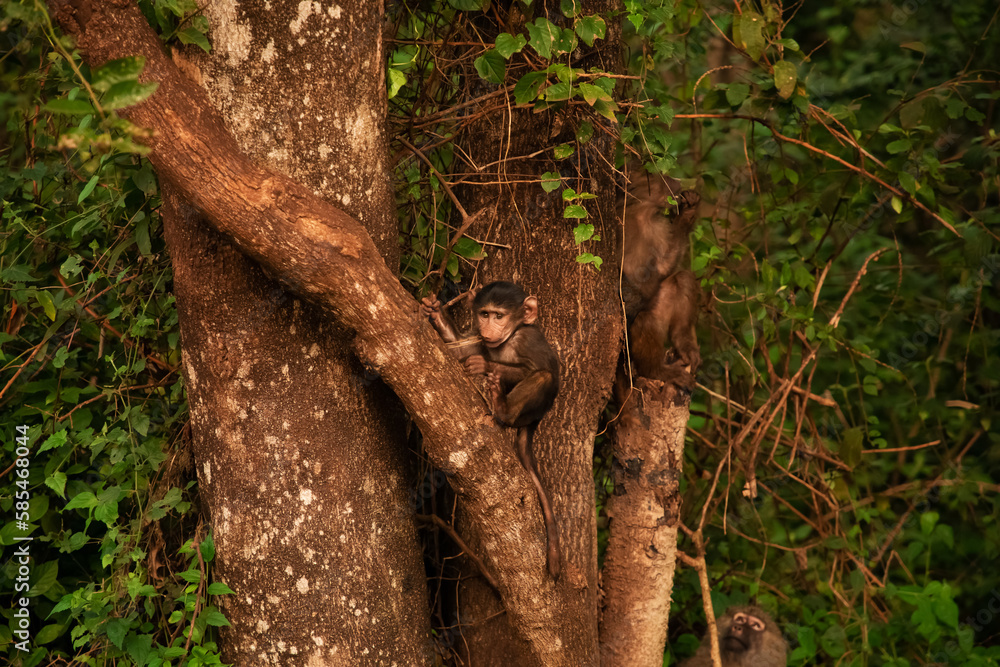 The olive baboon (Papio anubis) called the Anubis baboon of the family Cercopithecidae Baboon in Tanzania. The olive baboon (Papio anubis) called the Anubis baboon of the family Cercopithecidae Baboon in Tanzania.