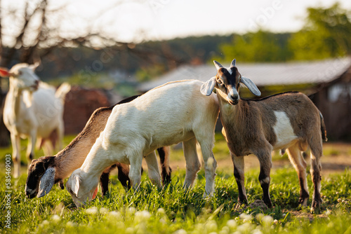 Cattle farming. Domestic goats in the eco farm. Goats eat fresh hay or grass on ecological pasture on a meadow. Farm livestock farming for the industrial production of goat milk dairy products photo