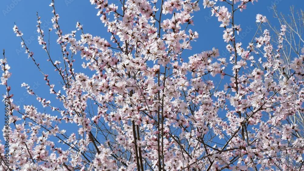 The mountain peach blossoms in full bloom The mountain peach blossoms in full bloom
