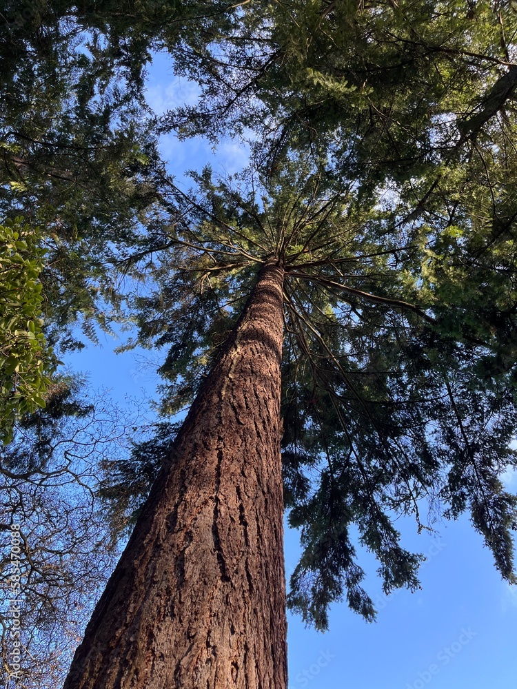 Fototapeta premium tall pine tree