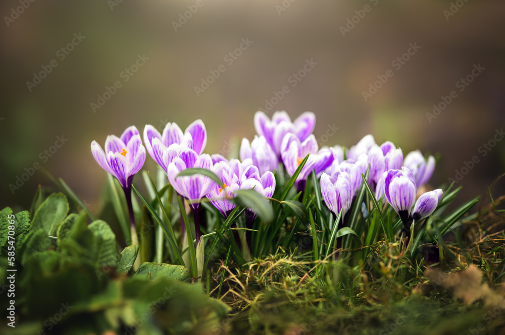 beautiful crocus flowers blooming in spring beautiful crocus flowers blooming in spring