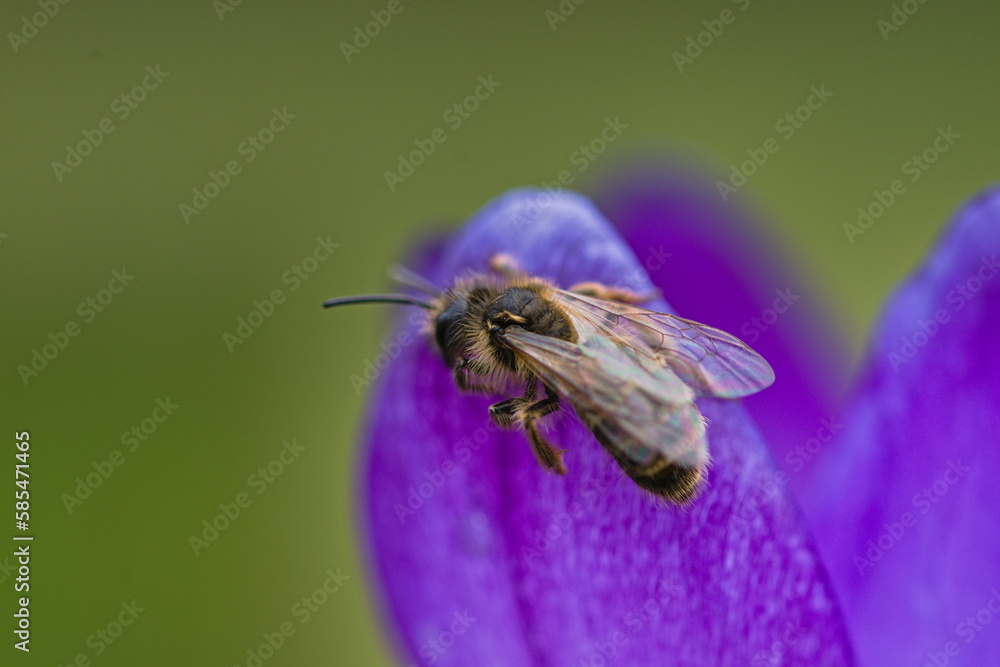 pszczoła Na fioletowym kwiecie macro z bliska - obrazy, fototapety, plakaty 
