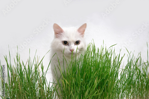 White cat in green grass. Young grass sprouts as a source of vitamins. © baxys