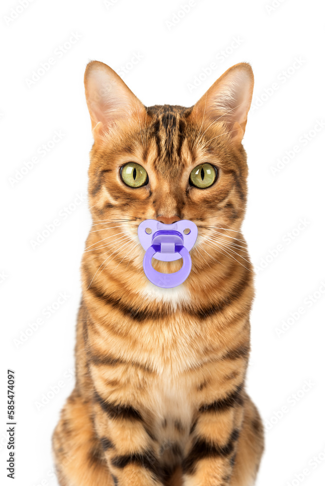 Portrait of a Bengal cat with a pacifier on a white background.