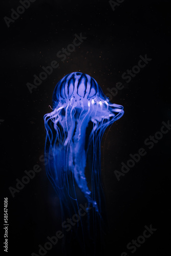 Fototapeta meduza