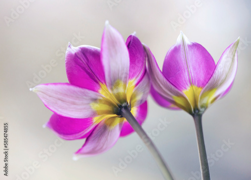 Wiosenne kwiaty - Tulipany botaniczne Lilac Wonder