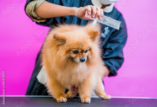 Groomer cutting Pomeranian dog at grooming salon.