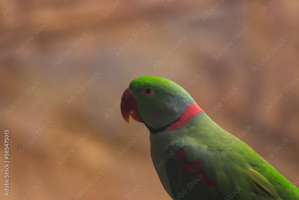 Indian Rose-Ringed Parakeet