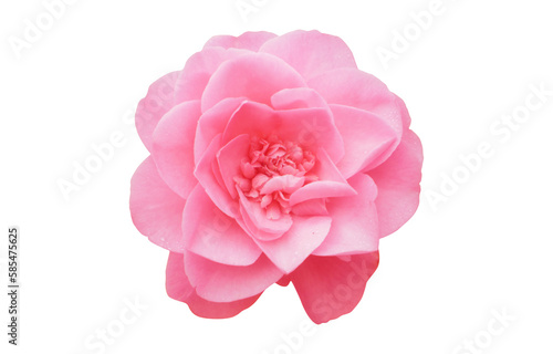 fantastic flower with pink petals. beautiful image isolated on white background. ideal for the representation of a perfume, aroma or expression of spring summer or freshness