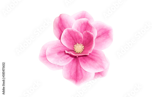 fantastic flower with pink petals. beautiful image isolated on white background. ideal for the representation of a perfume, aroma or expression of spring summer or freshness
