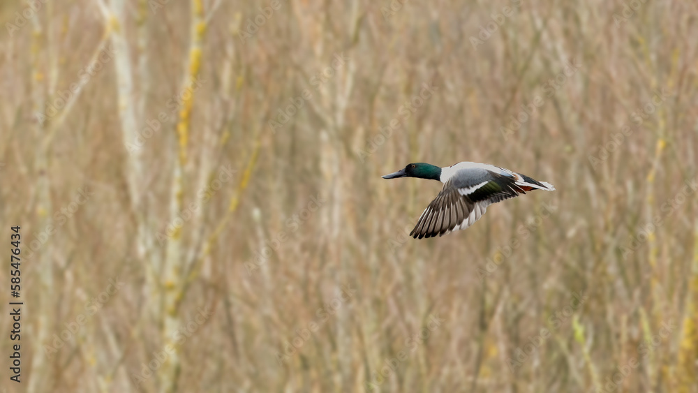 Shoveller Duck in flight - spatula clypeata Shoveller Duck in flight - spatula clypeata