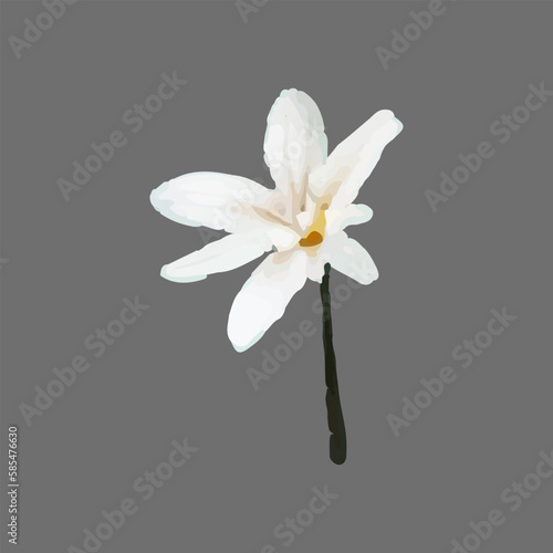 Vector Narcissus, clematis, snowdrop, white flower painted in watercolor.