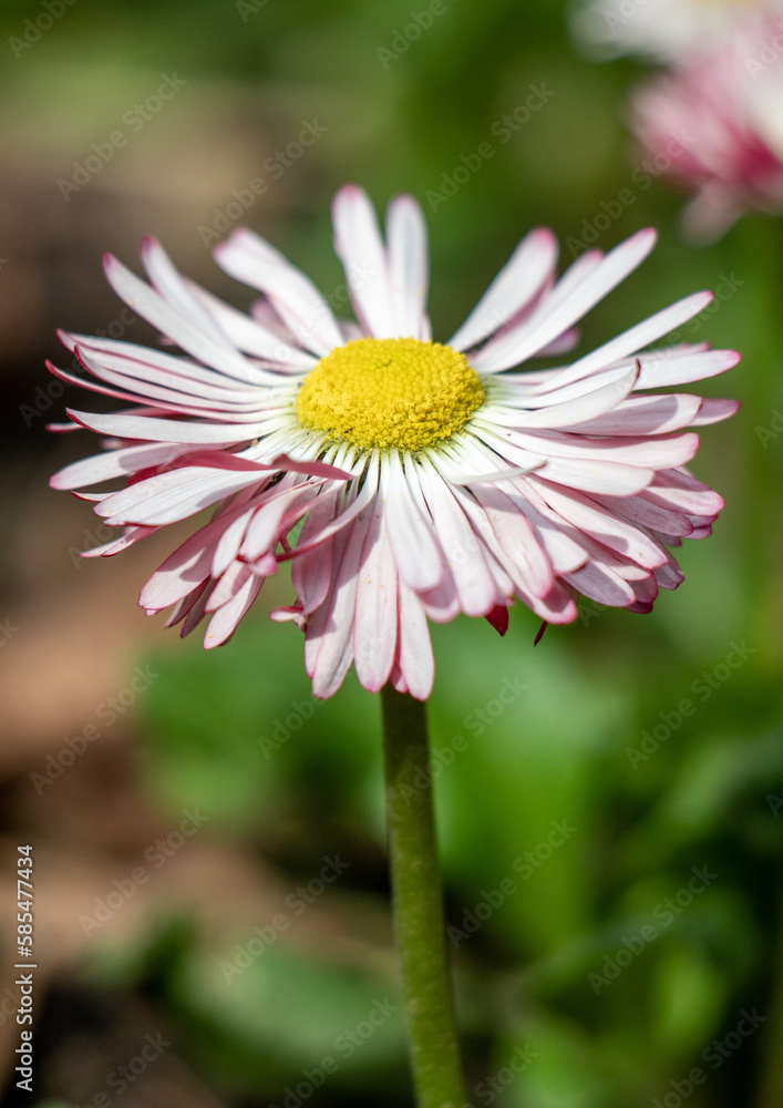 There are many bright spring flowers growing in the park. There are many bright spring flowers growing in the park.