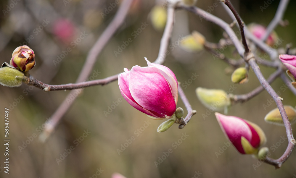 Pink buds of magnolia flowers bloom, spring. Pink buds of magnolia flowers bloom, spring.