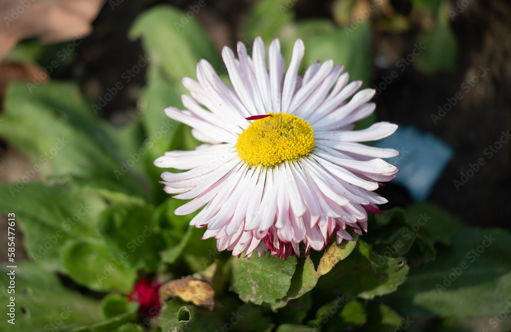 There are many bright spring flowers growing in the park. There are many bright spring flowers growing in the park.