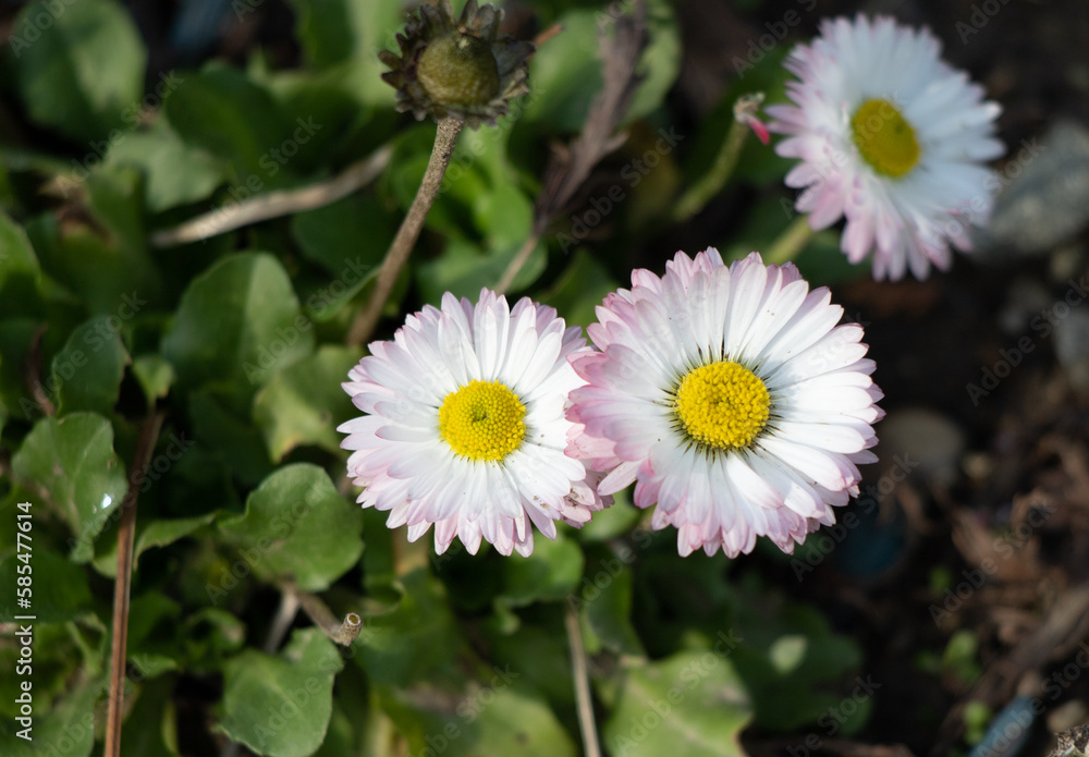 There are many bright spring flowers growing in the park. There are many bright spring flowers growing in the park.