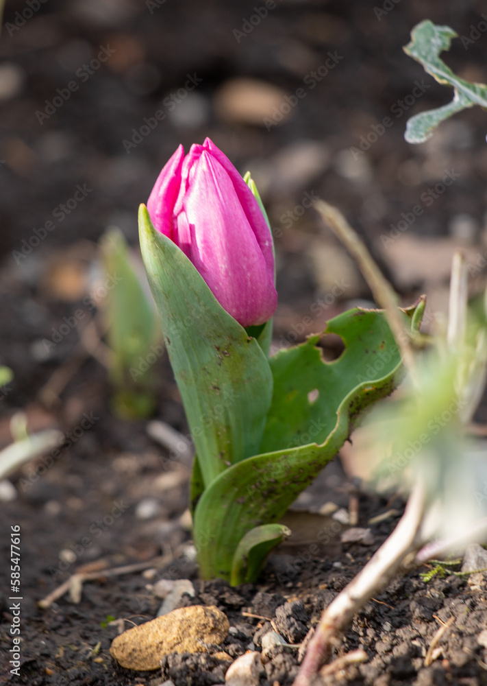 There are many bright spring flowers growing in the park. There are many bright spring flowers growing in the park.