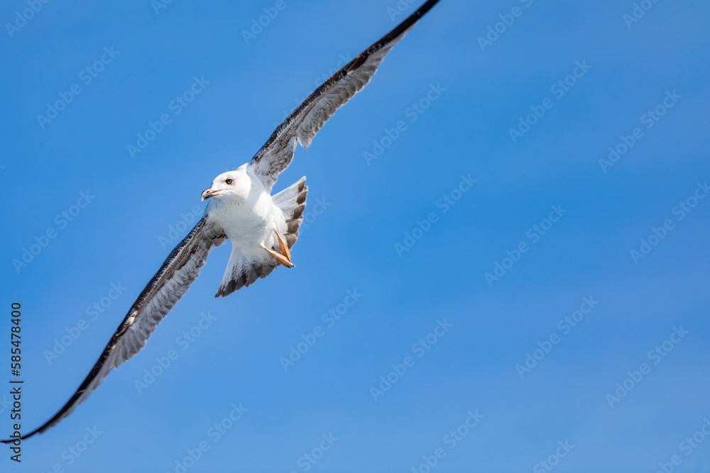 Joven gaviota patiamarilla (Larus michahellis) volando sobre el Mar Mediterráneo al amanecer. Fauna, primavera. Joven gaviota patiamarilla (Larus michahellis) volando sobre el Mar Mediterráneo al amanecer. Fauna, primavera.