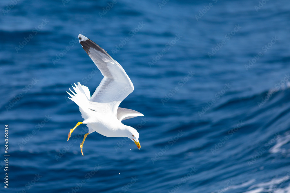 Gaviota patiamarilla (Larus michahellis) volando sobre el Mar Mediterráneo al amanecer. Fauna, primavera. Gaviota patiamarilla (Larus michahellis) volando sobre el Mar Mediterráneo al amanecer. Fauna, primavera.
