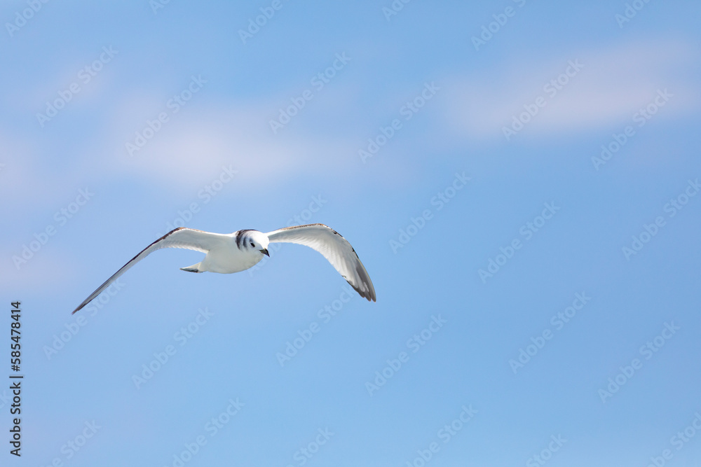 Gaviota tridáctila (Rissa tridactyla) volando sobre el Mar Mediterráneo al amanecer. Marzo, primavera, volar, libre, libertad, ave, blanca, alas, vida silvestre. Gaviota tridáctila (Rissa tridactyla) volando sobre el Mar Mediterráneo al amanecer. Marzo, primavera, volar, libre, libertad, ave, blanca, alas, vida silvestre.
