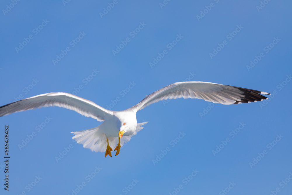 Fototapeta premium Gaviota patiamarilla (Larus michahellis) volando sobre el Mar Mediterráneo al amanecer. Fauna, primavera.