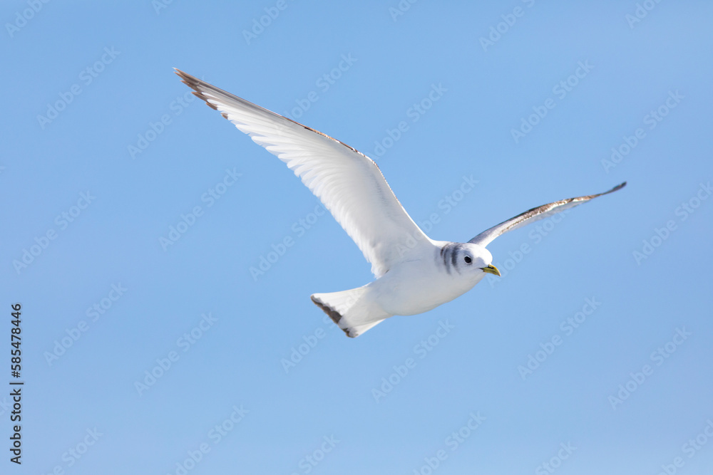 Gaviota tridáctila (Rissa tridactyla) volando sobre el Mar Mediterráneo al amanecer. Marzo, primavera, volar, libre, libertad, ave, blanca, alas, vida silvestre. Gaviota tridáctila (Rissa tridactyla) volando sobre el Mar Mediterráneo al amanecer. Marzo, primavera, volar, libre, libertad, ave, blanca, alas, vida silvestre.