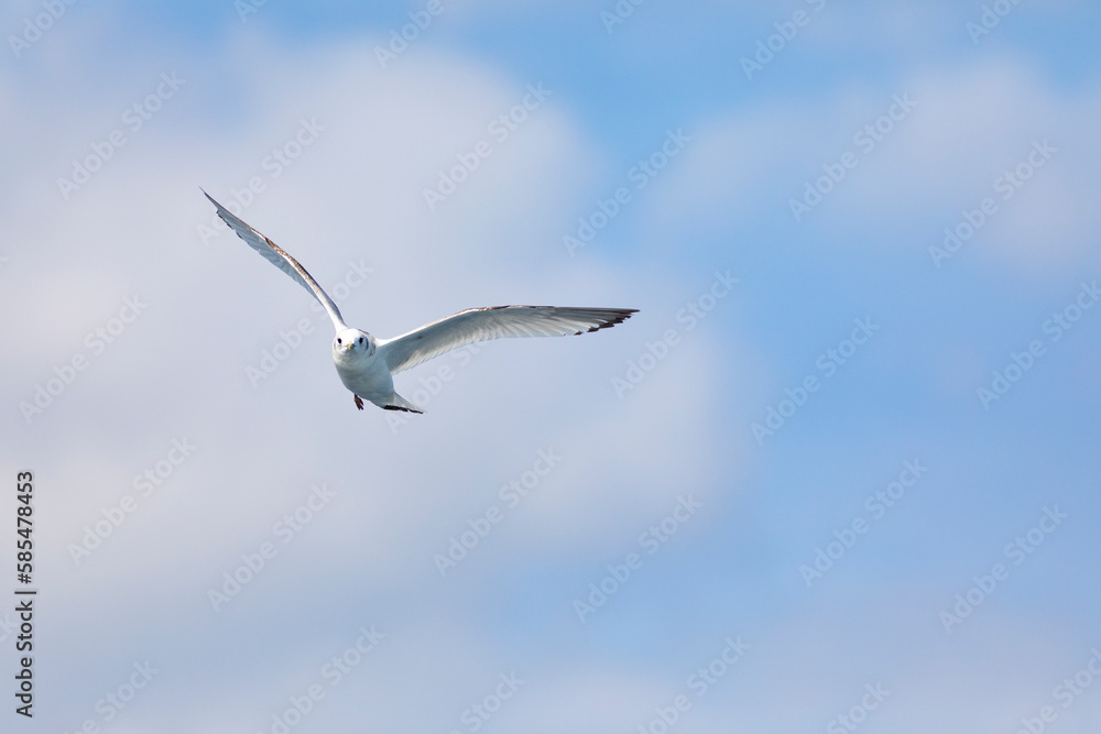 Gaviota tridáctila (Rissa tridactyla) volando sobre el Mar Mediterráneo al amanecer. Marzo, primavera, volar, libre, libertad, ave, blanca, alas, vida silvestre. Gaviota tridáctila (Rissa tridactyla) volando sobre el Mar Mediterráneo al amanecer. Marzo, primavera, volar, libre, libertad, ave, blanca, alas, vida silvestre.