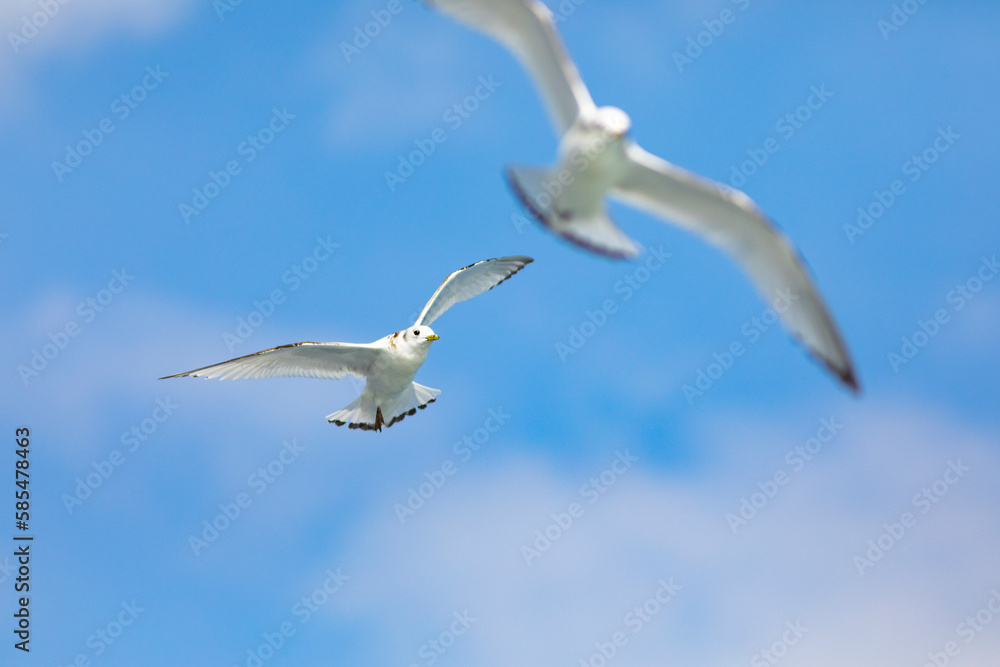 Gaviota tridáctila (Rissa tridactyla) volando sobre el Mar Mediterráneo al amanecer. Marzo, primavera, volar, libre, libertad, ave, blanca, alas, vida silvestre. Gaviota tridáctila (Rissa tridactyla) volando sobre el Mar Mediterráneo al amanecer. Marzo, primavera, volar, libre, libertad, ave, blanca, alas, vida silvestre.