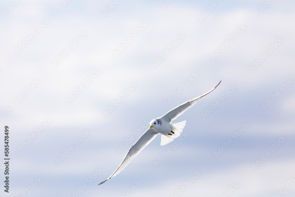 Gaviota tridáctila (Rissa tridactyla) volando sobre el Mar Mediterráneo al amanecer. Marzo, primavera, volar, libre, libertad, ave, blanca, alas, vida silvestre. Gaviota tridáctila (Rissa tridactyla) volando sobre el Mar Mediterráneo al amanecer. Marzo, primavera, volar, libre, libertad, ave, blanca, alas, vida silvestre.