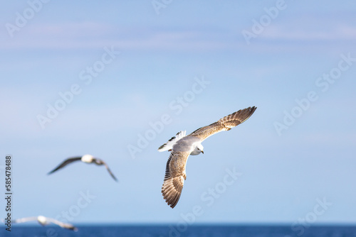 Joven gaviota patiamarilla  Larus michahellis  volando sobre el Mar Mediterr  neo al amanecer. Fauna  primavera.