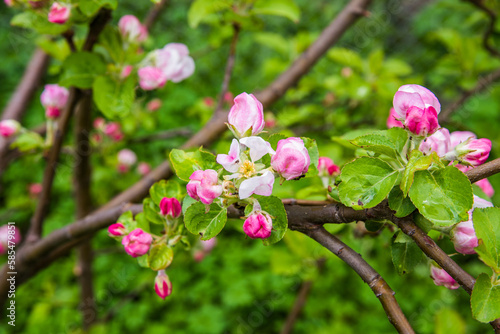 Wallpaper Mural The apple tree is blooming. Spring gently pink flowers of an apple-tree. Torontodigital.ca