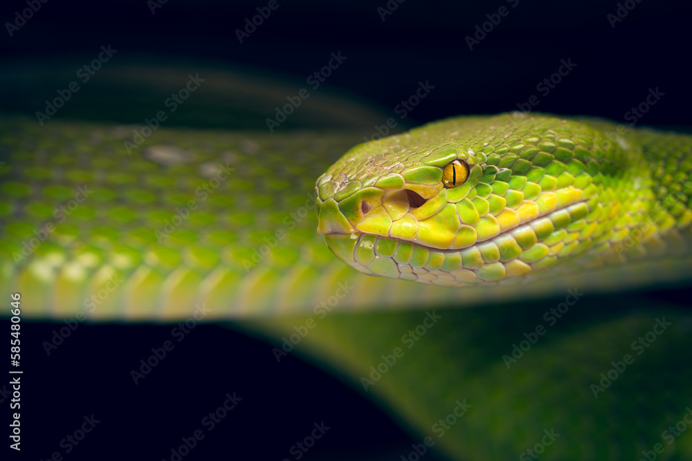 Fototapeta premium White-lipped Tree Viper closeup