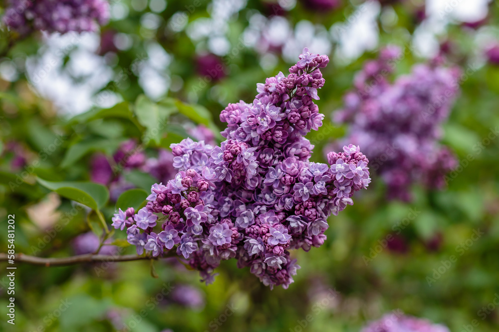 Blooming Ami Schott lilac branches in the park. Spring concept. Lilacs bloom beautifully in spring. Blooming Ami Schott lilac branches in the park. Spring concept. Lilacs bloom beautifully in spring.
