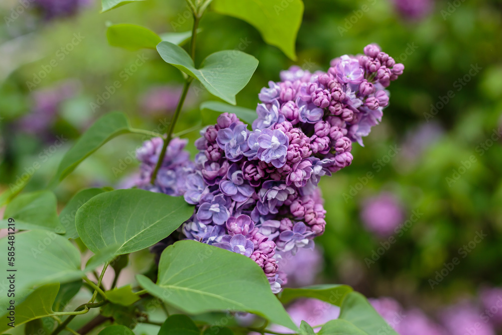 Blooming Ami Schott lilac branches in the park. Spring concept. Lilacs bloom beautifully in spring. Blooming Ami Schott lilac branches in the park. Spring concept. Lilacs bloom beautifully in spring.