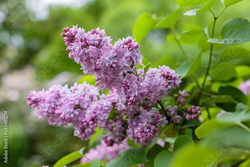 Blooming lilac branches in the park. Spring concept. Lilacs bloom beautifully in spring