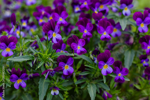 Violet tricolor  or pansies   lat. Viola tricolor   - herbaceous annual or biennial  occasionally perennial  plant