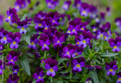  Violet tricolor, or pansies ( lat. Viola tricolor ) - herbaceous annual or biennial (occasionally perennial) plant