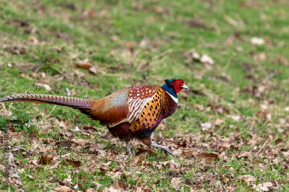 Naklejka premium pheasant male in the field