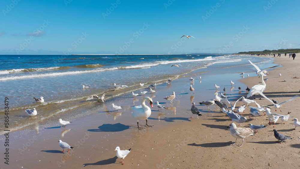 Schwäne und Möwen auf Nahrungssuche am Strand der Ostsee bei Swinoujscie in Polen