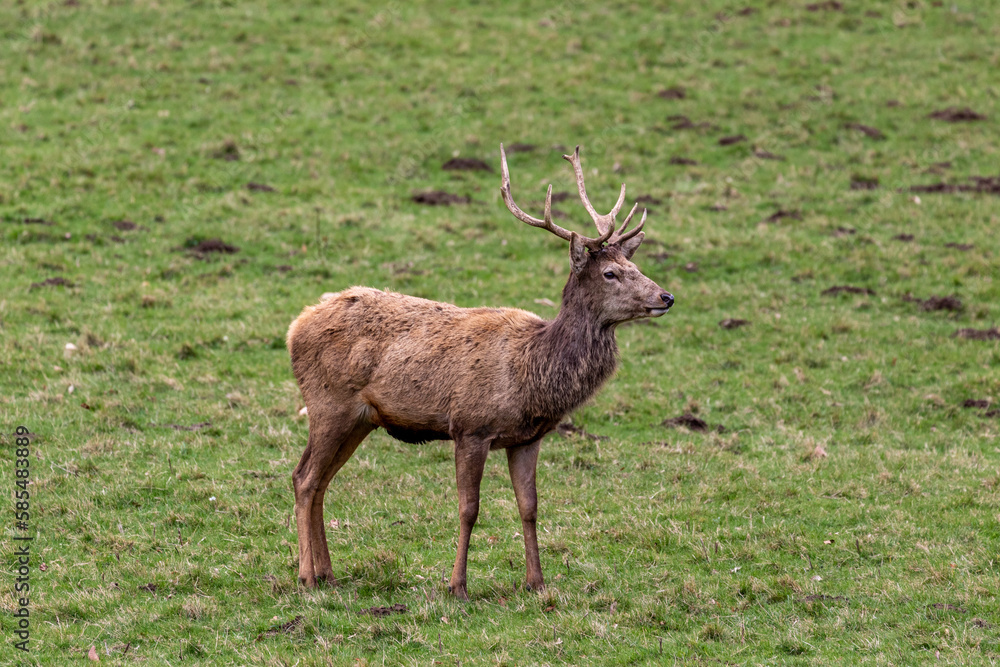 deer in the forest