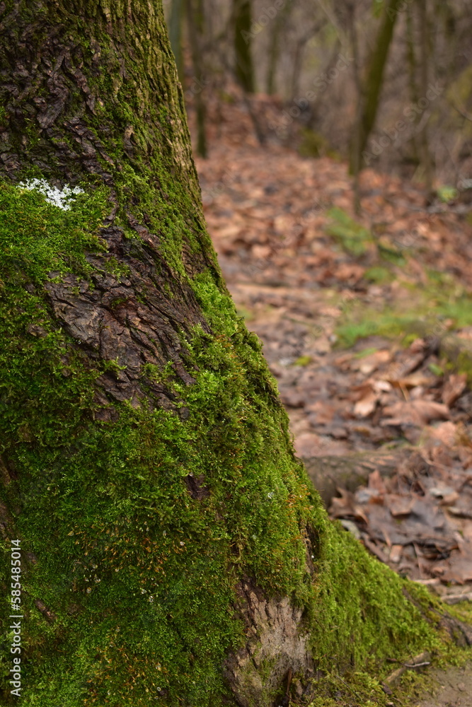 moss in the forest moss in the forest